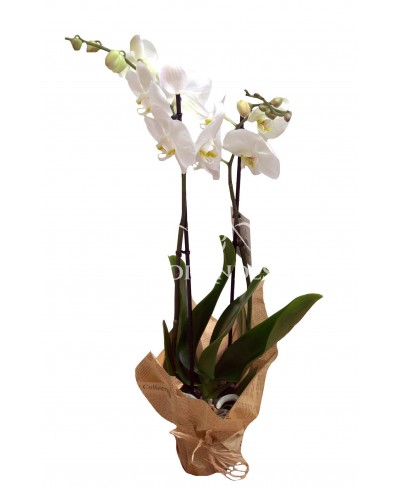 Orhidee phalaenopsis alba la ghiveci