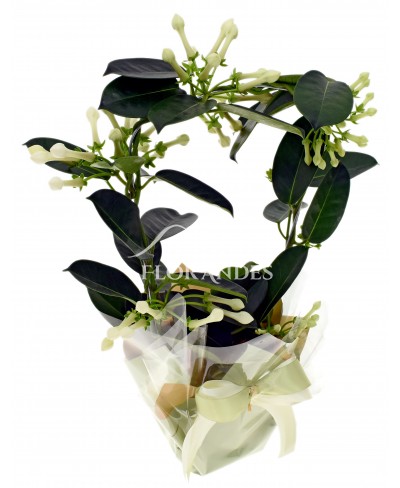 Stephanotis