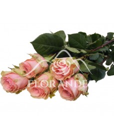 Trandafiri roz Geraldine