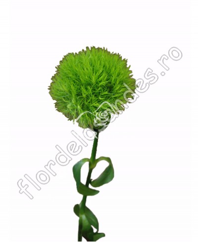 Garofita verde