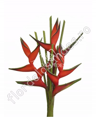 Heliconia