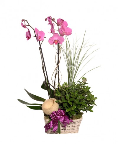 Aranjament floral cu orhidee ciclam