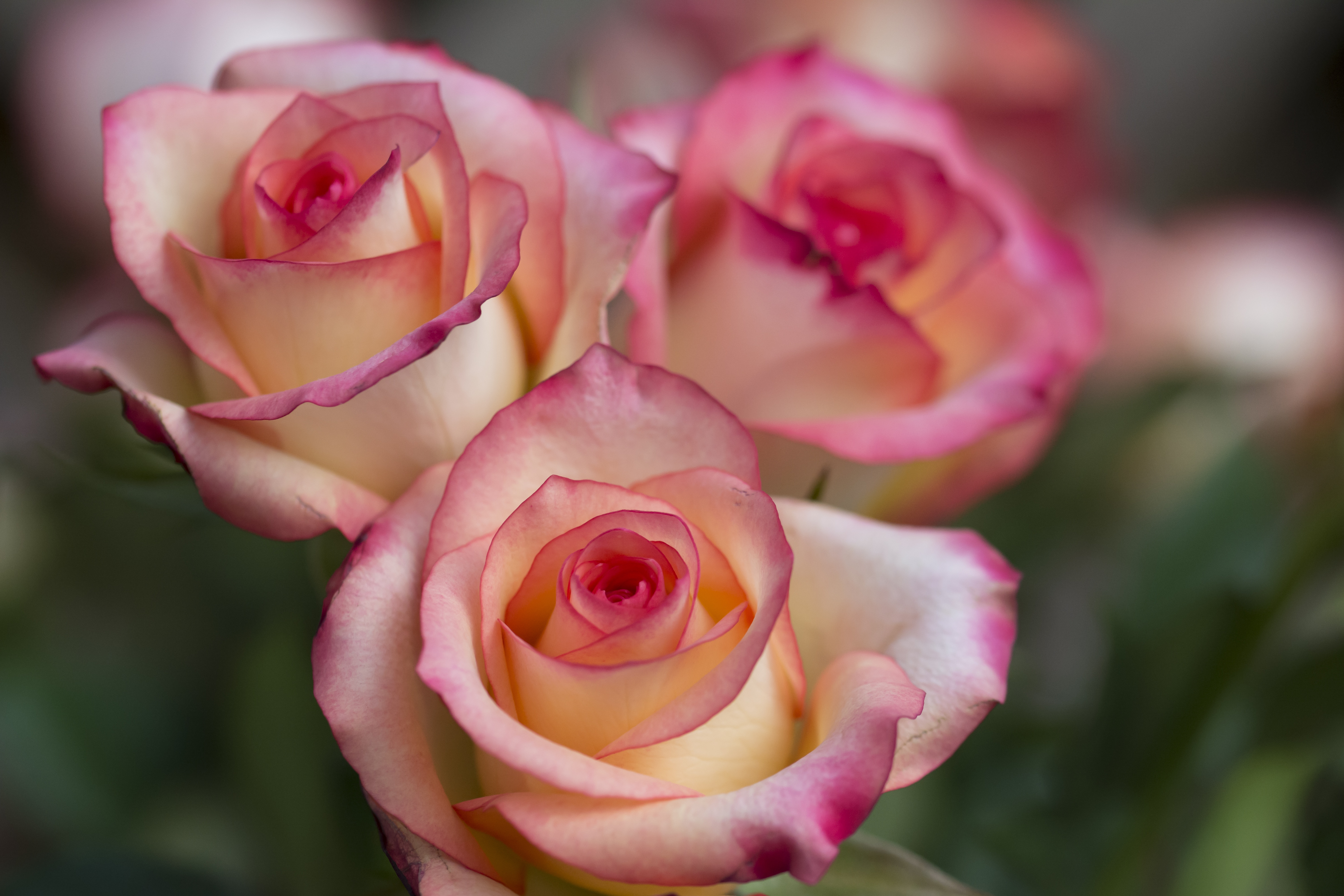 Daruiesti frecvent buchete de trandafiri? Afla cum se spune „trandafir” in mai multe limbi